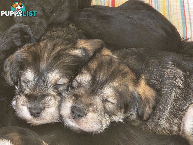 First Generation Miniature Schnoodles