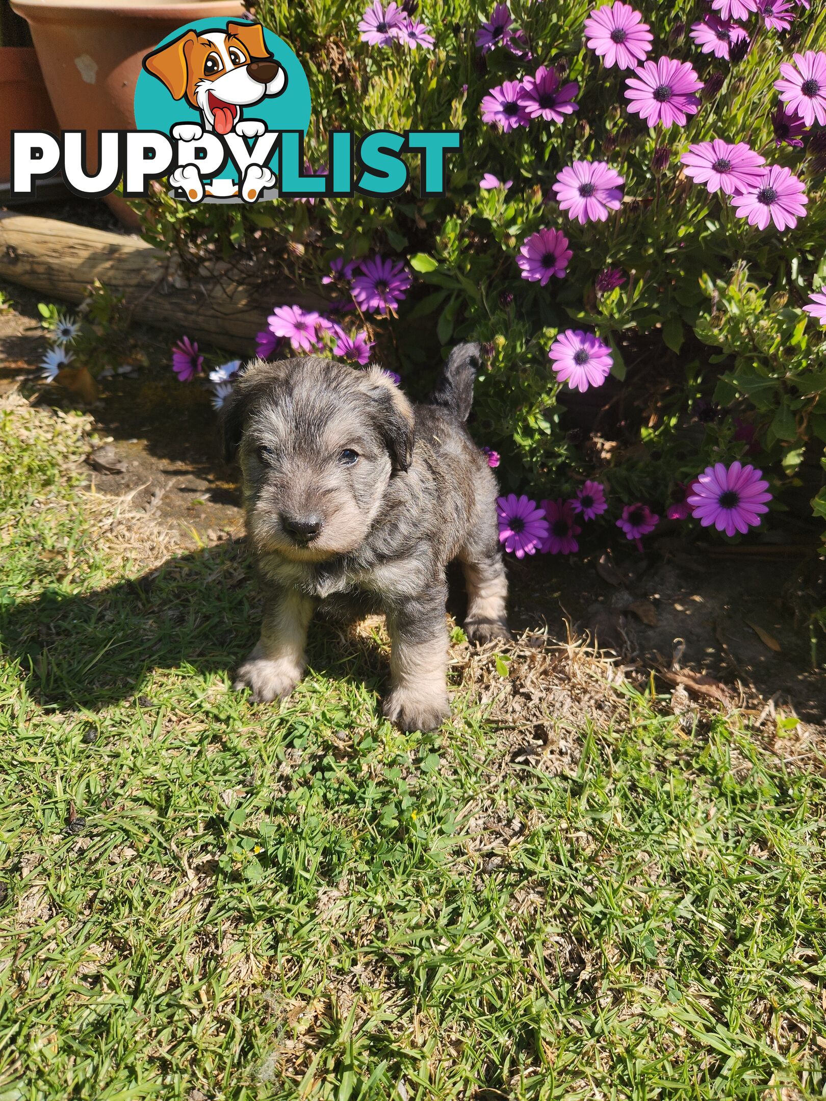 First Generation Miniature Schnoodles