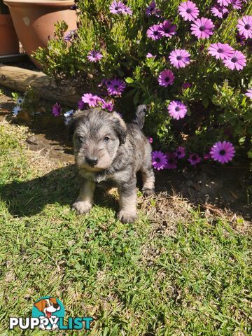 First Generation Miniature Schnoodles