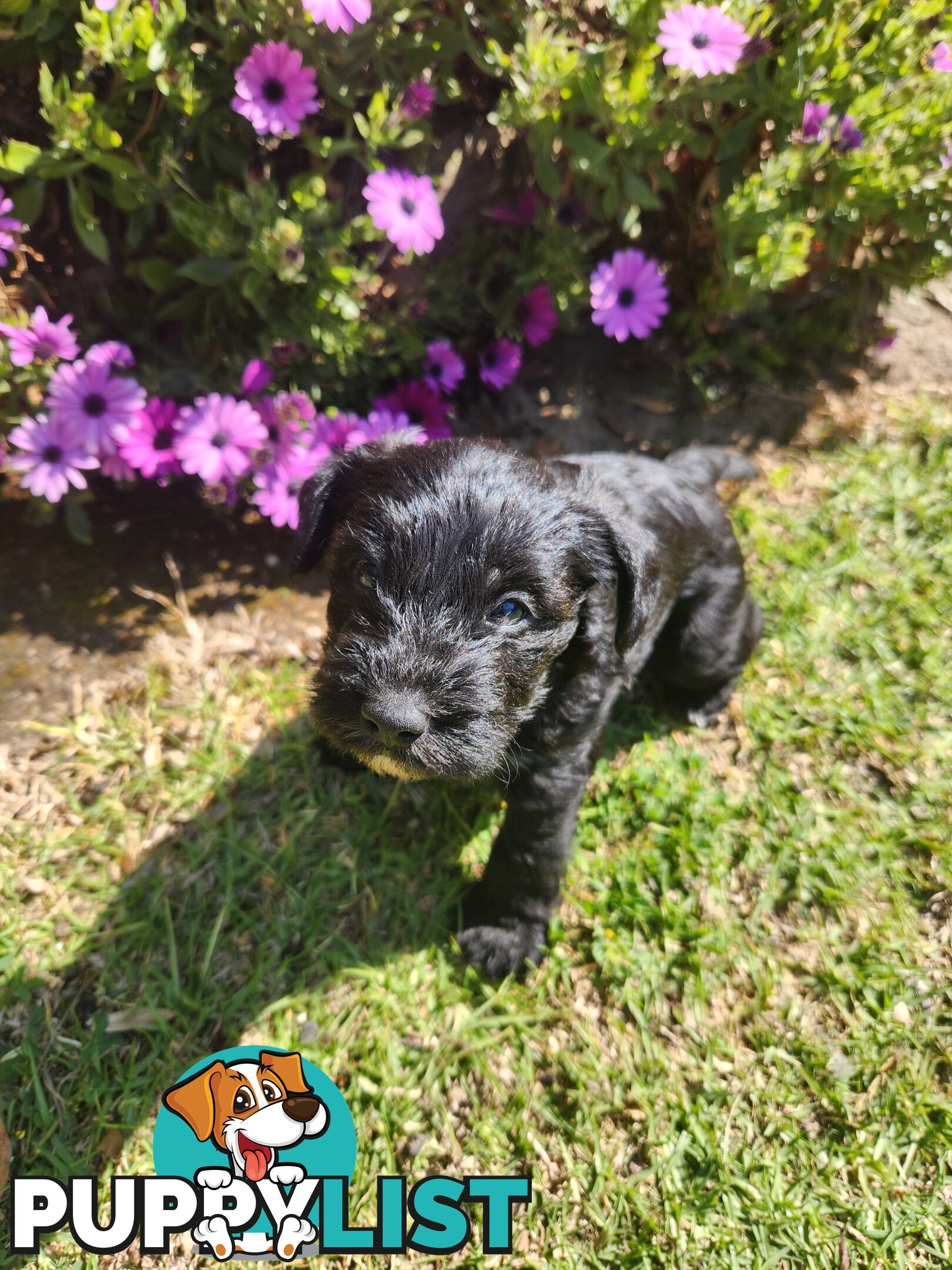 First Generation Miniature Schnoodles