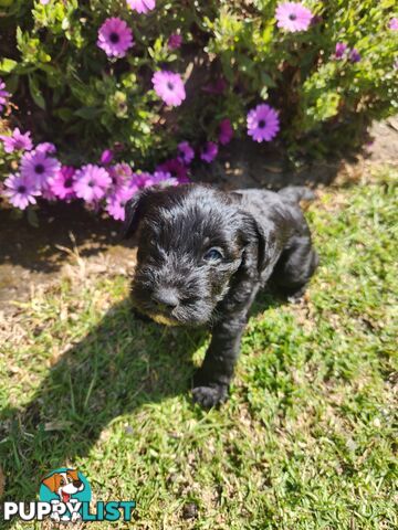 First Generation Miniature Schnoodles