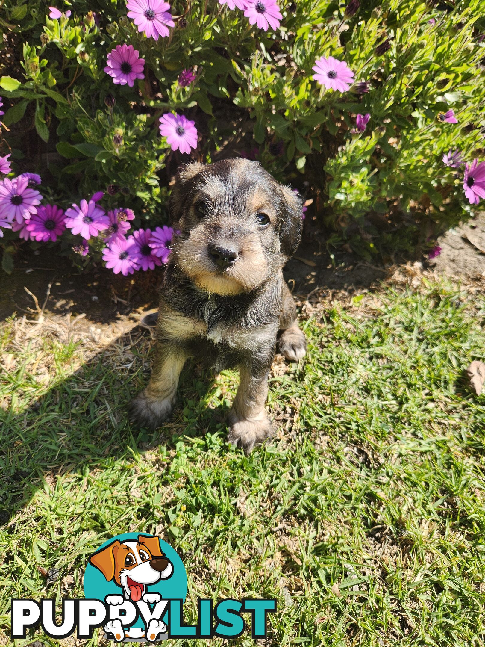 First Generation Miniature Schnoodles