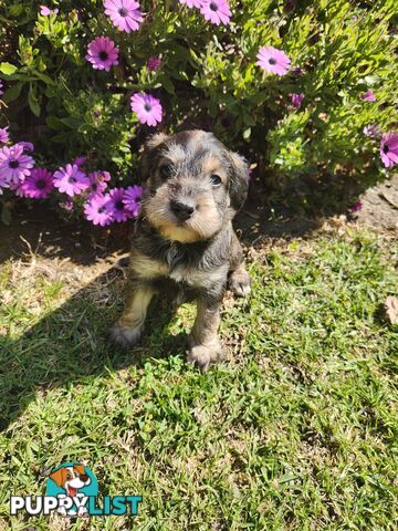 First Generation Miniature Schnoodles