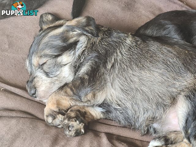 First Generation Miniature Schnoodles