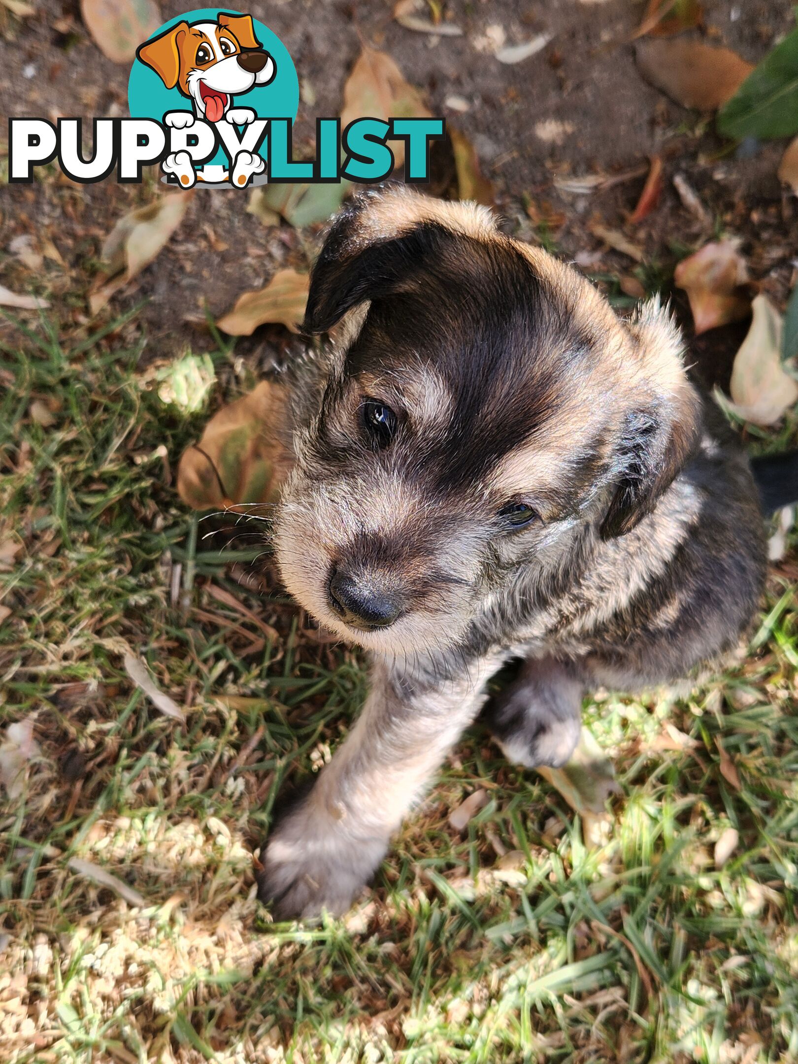 First Generation Miniature Schnoodles