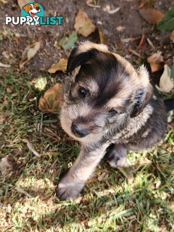 First Generation Miniature Schnoodles