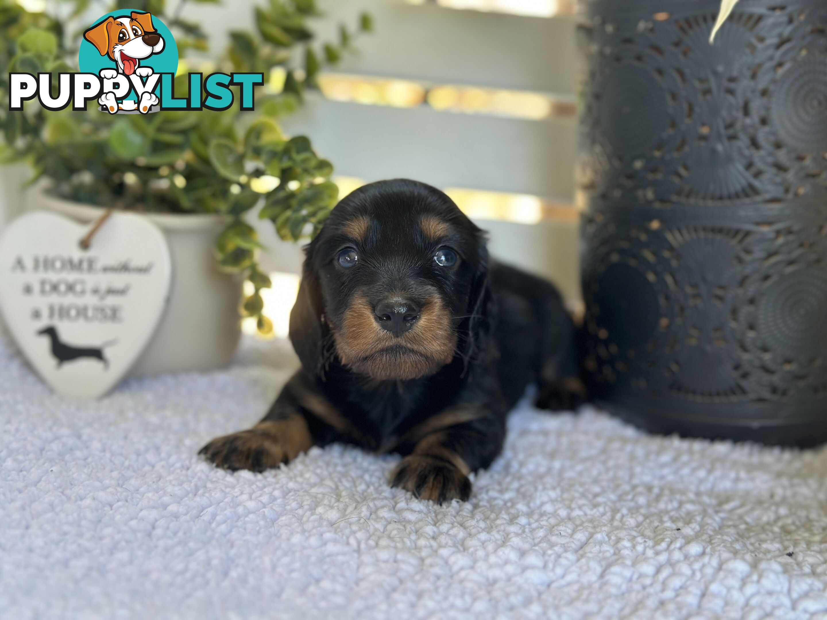 🐾 Beautiful Longhair mini Dachshunds 🐾