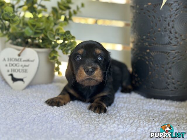 🐾 Beautiful Longhair mini Dachshunds 🐾