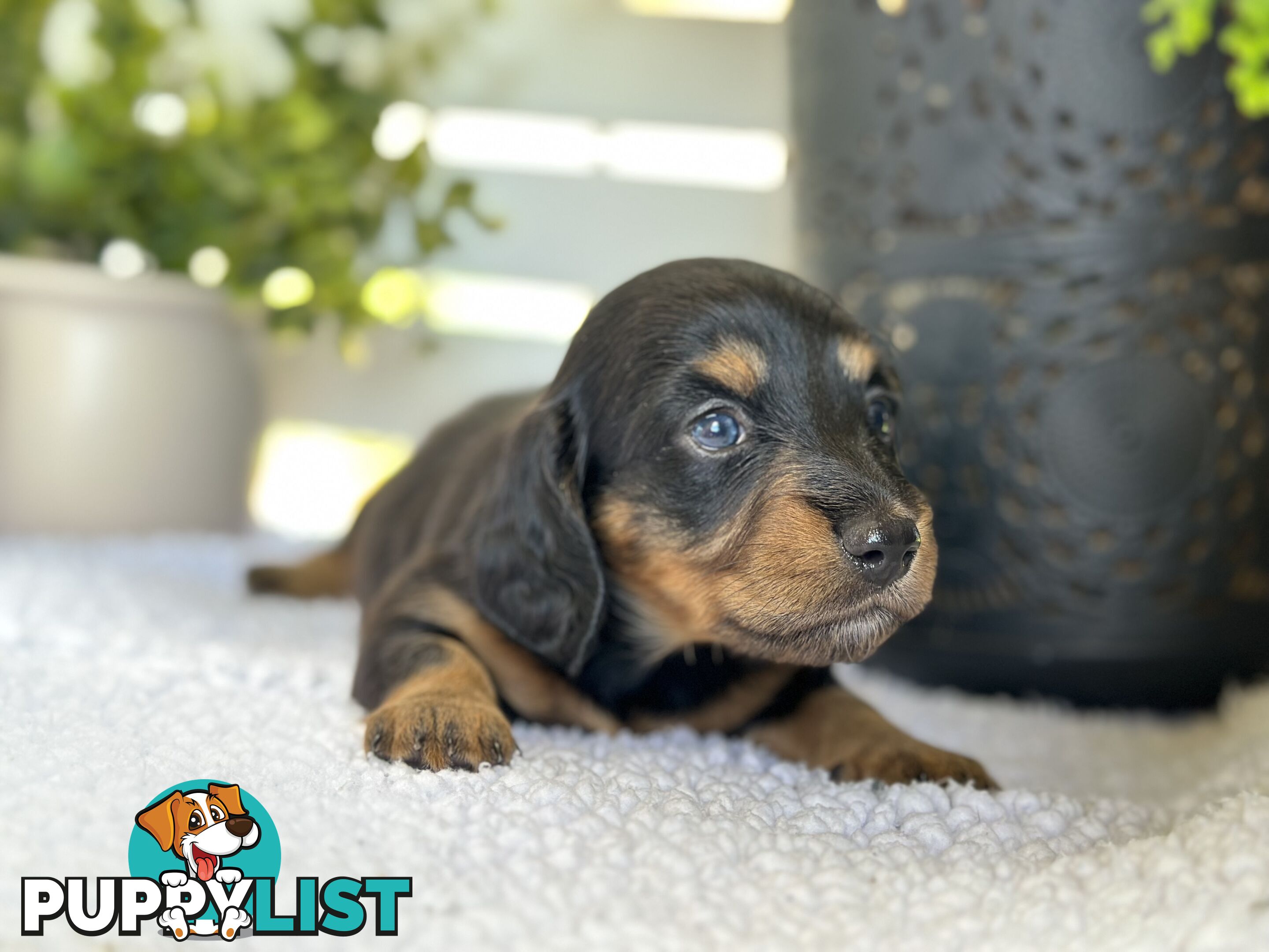 🐾 Beautiful Longhair mini Dachshunds 🐾