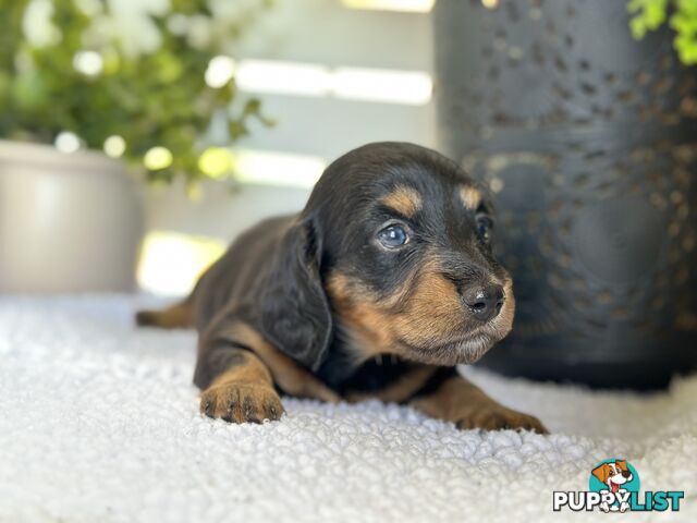 🐾 Beautiful Longhair mini Dachshunds 🐾