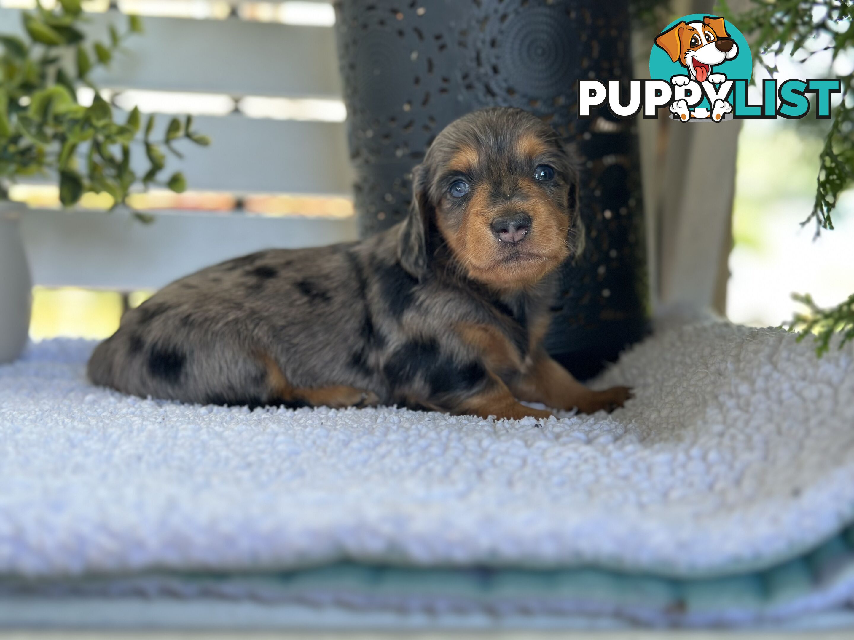 🐾 Beautiful Longhair mini Dachshunds 🐾