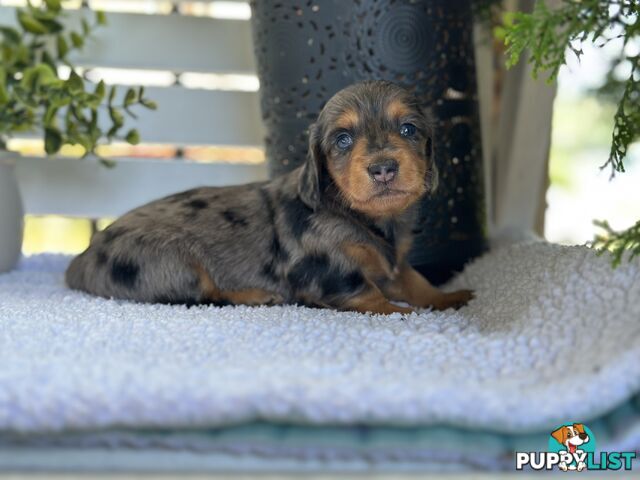 🐾 Beautiful Longhair mini Dachshunds 🐾