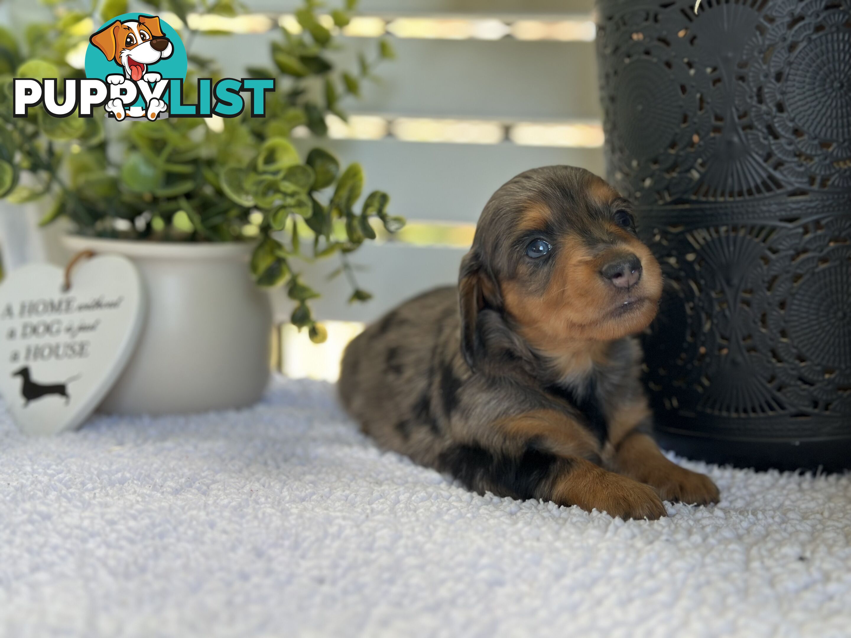 🐾 Beautiful Longhair mini Dachshunds 🐾