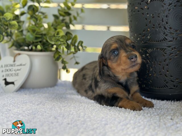 🐾 Beautiful Longhair mini Dachshunds 🐾