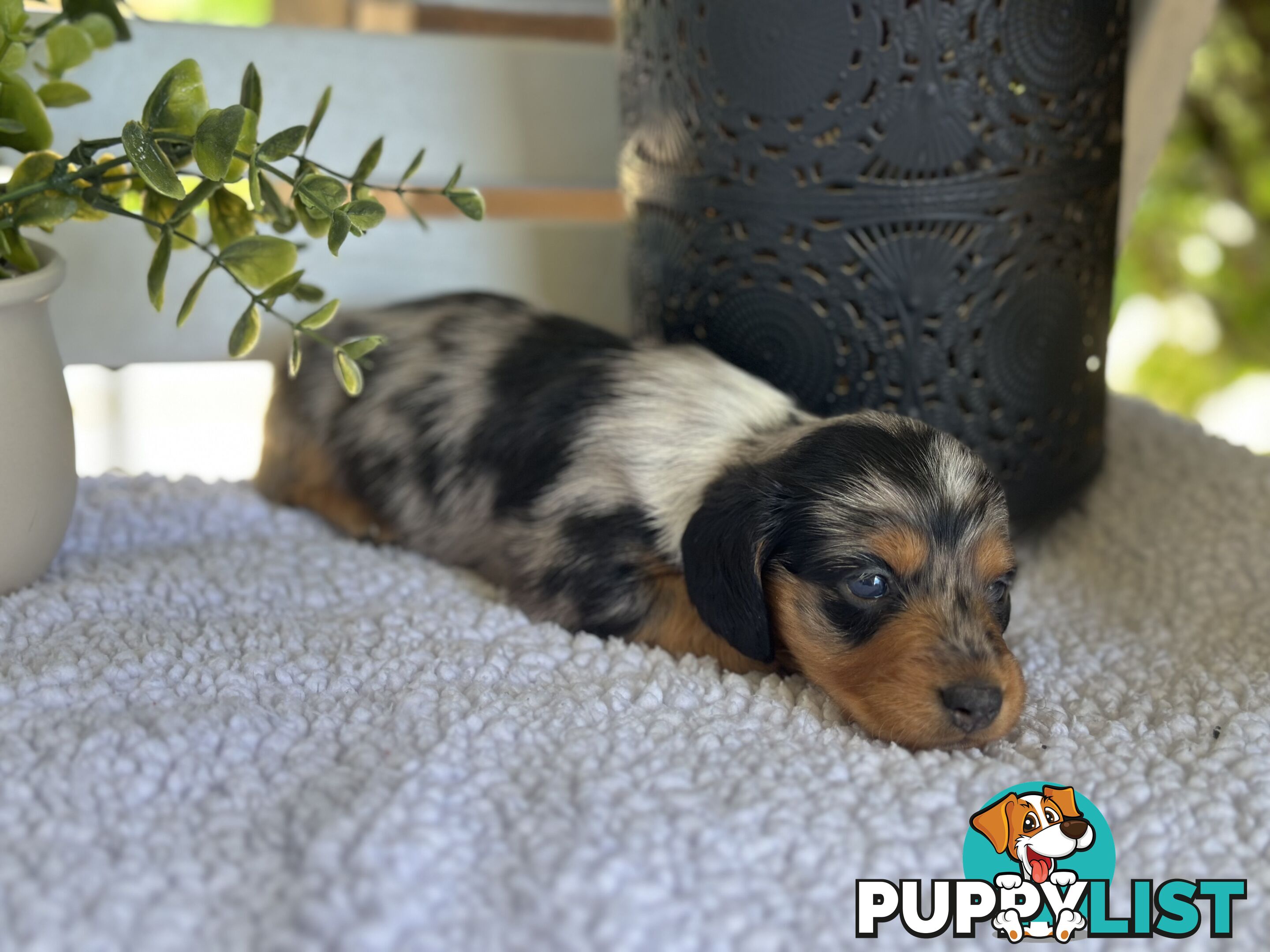 🐾 Beautiful Longhair mini Dachshunds 🐾