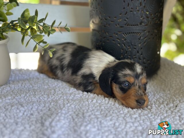 🐾 Beautiful Longhair mini Dachshunds 🐾