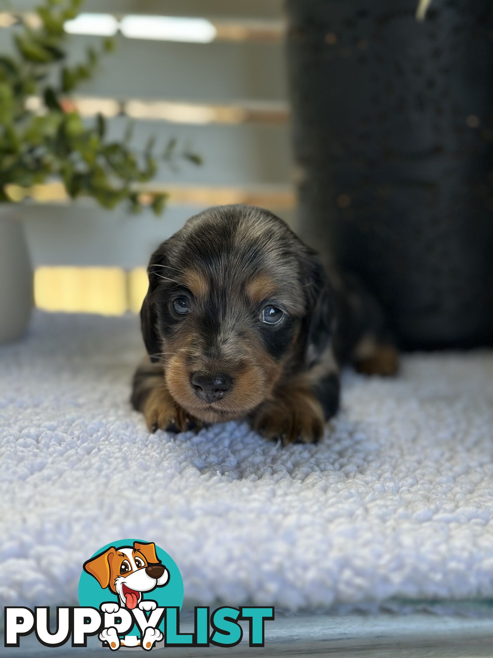 🐾 Beautiful Longhair mini Dachshunds 🐾