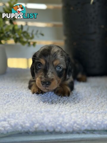 🐾 Beautiful Longhair mini Dachshunds 🐾