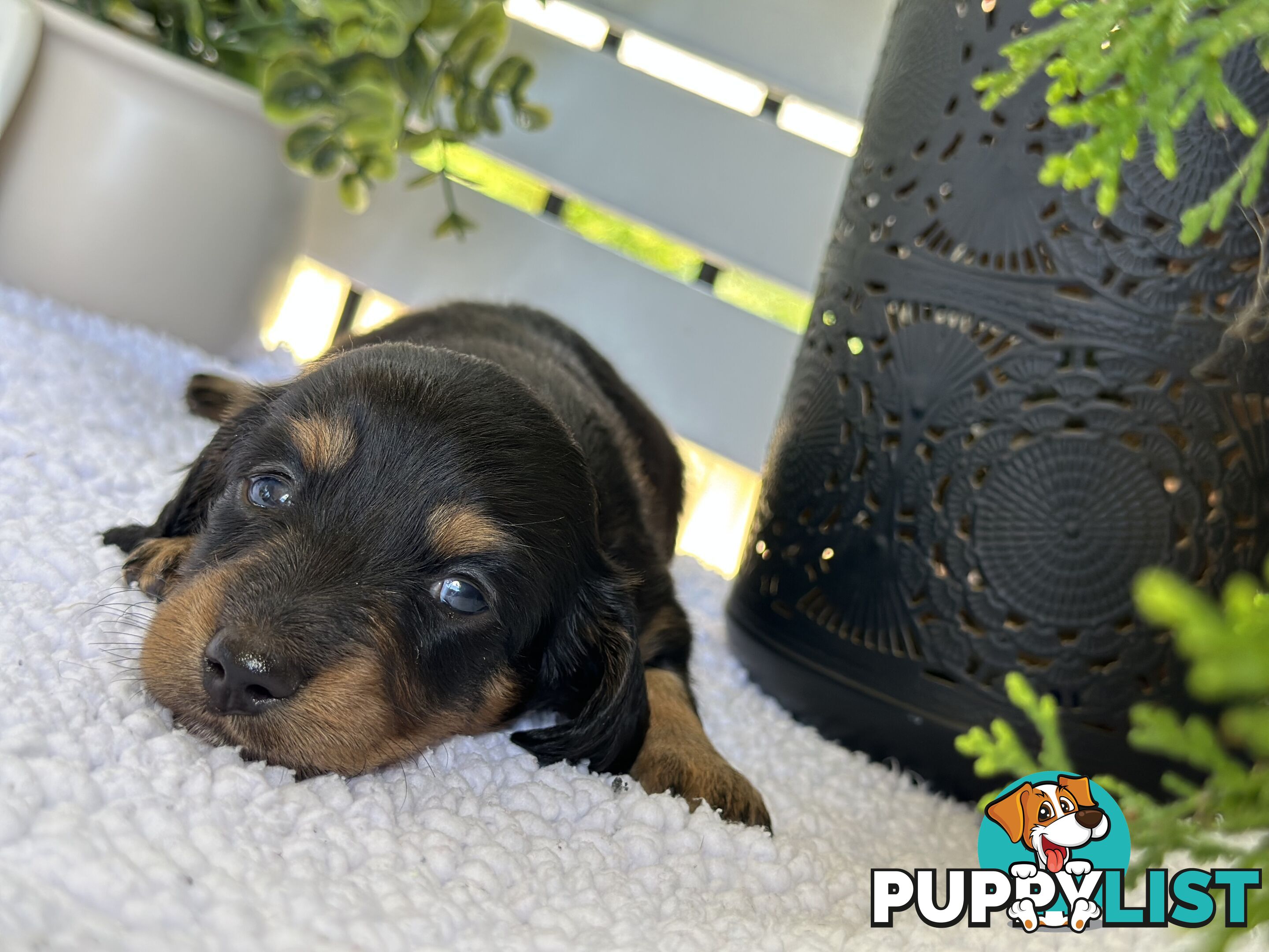 🐾 Beautiful Longhair mini Dachshunds 🐾