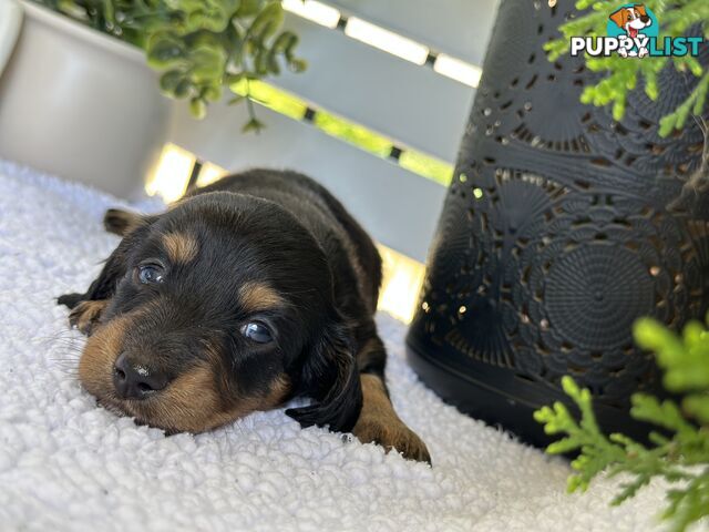 🐾 Beautiful Longhair mini Dachshunds 🐾