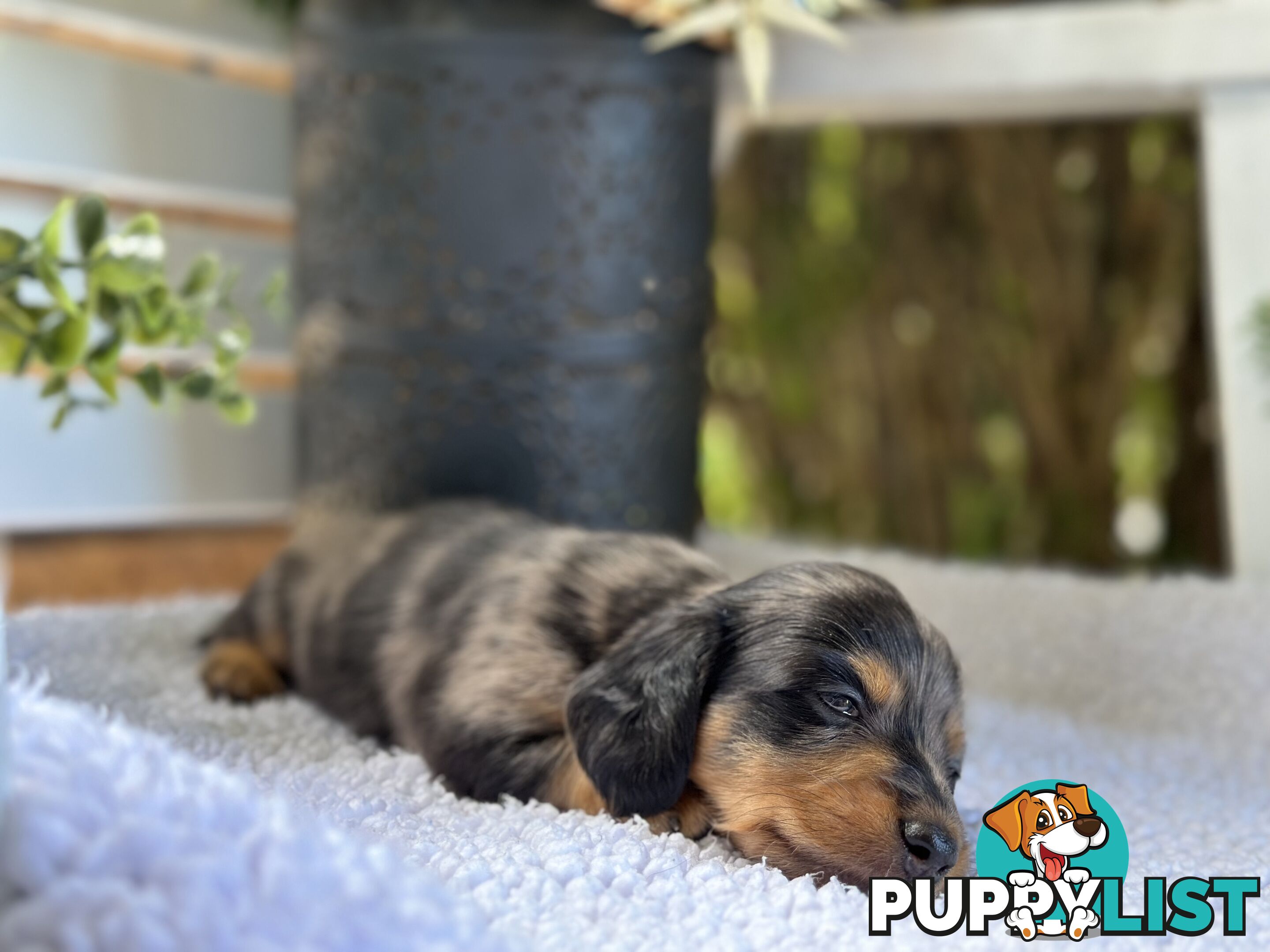 🐾 Beautiful Longhair mini Dachshunds 🐾