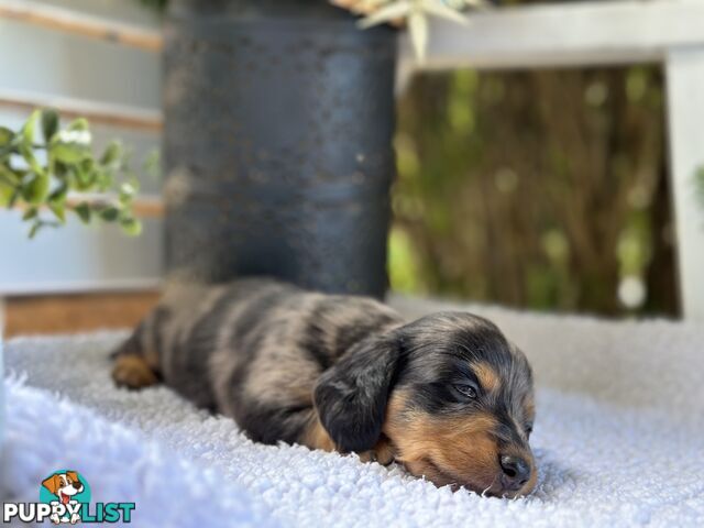 🐾 Beautiful Longhair mini Dachshunds 🐾