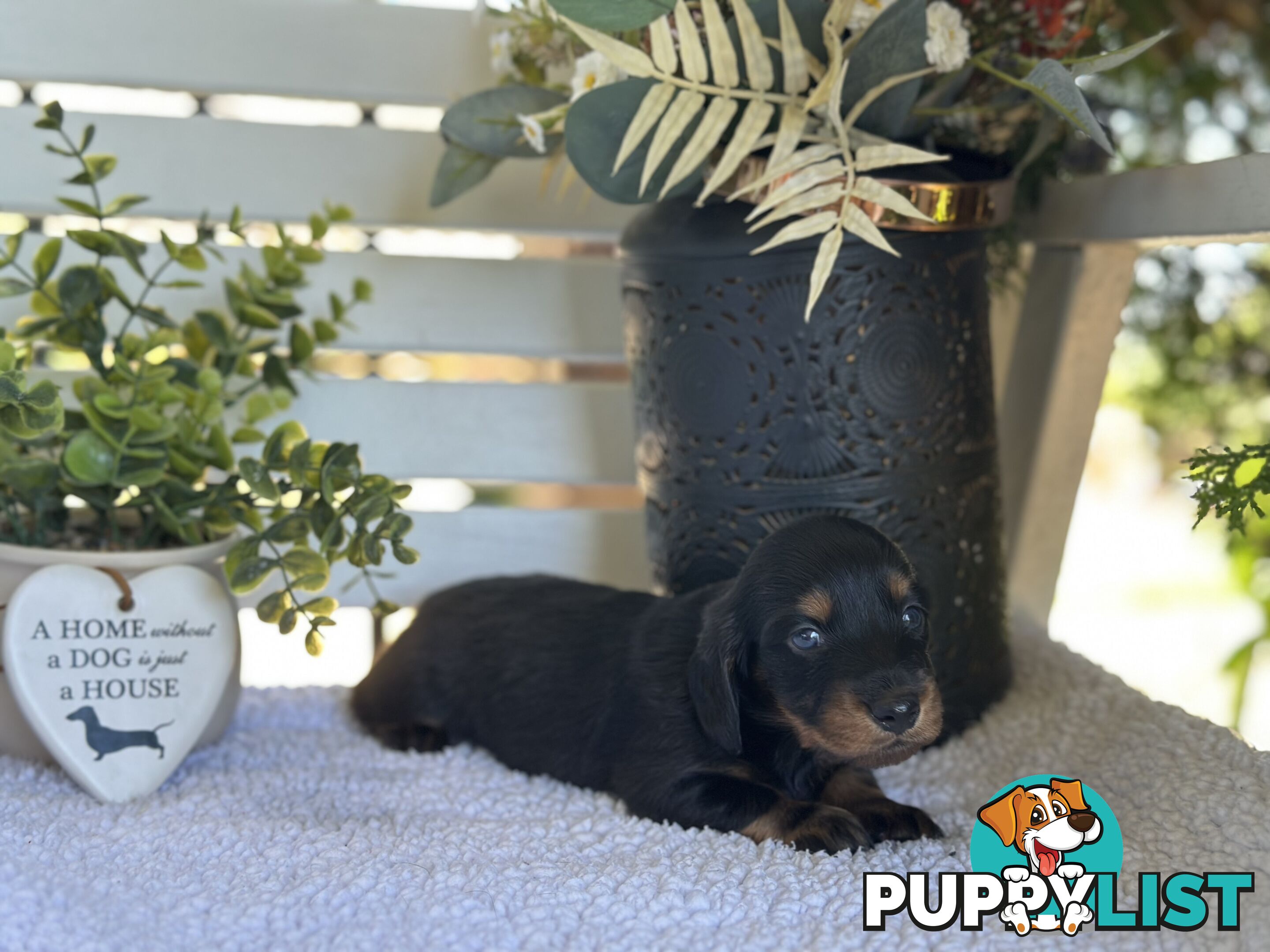 🐾 Beautiful Longhair mini Dachshunds 🐾