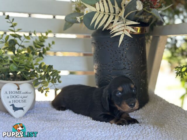 🐾 Beautiful Longhair mini Dachshunds 🐾