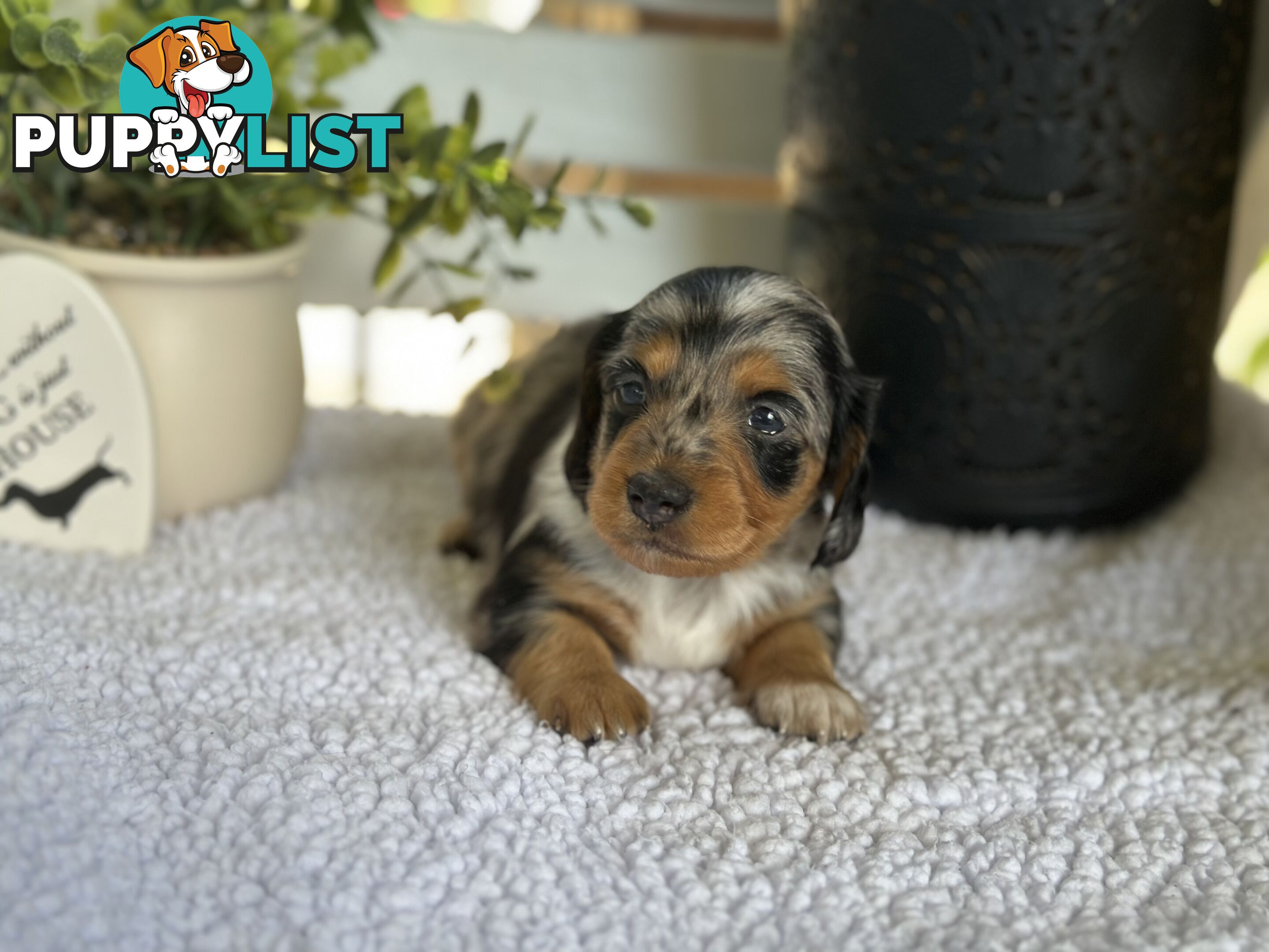 🐾 Beautiful Longhair mini Dachshunds 🐾