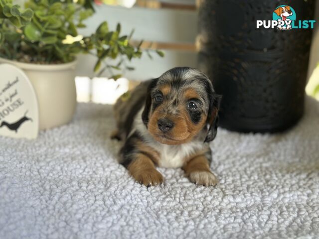 🐾 Beautiful Longhair mini Dachshunds 🐾