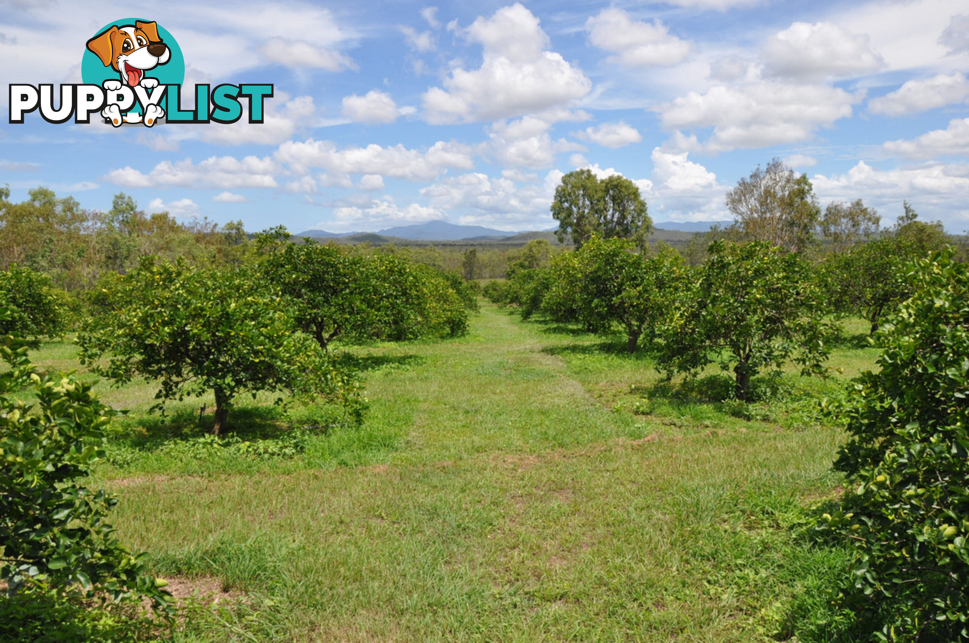 492 Bilwon Road Biboohra QLD 4880