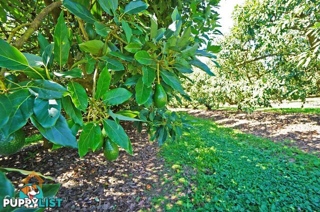 44 Carman Road Mareeba QLD 4880