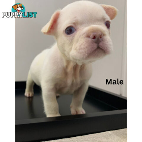 Purebred French Bulldog puppies