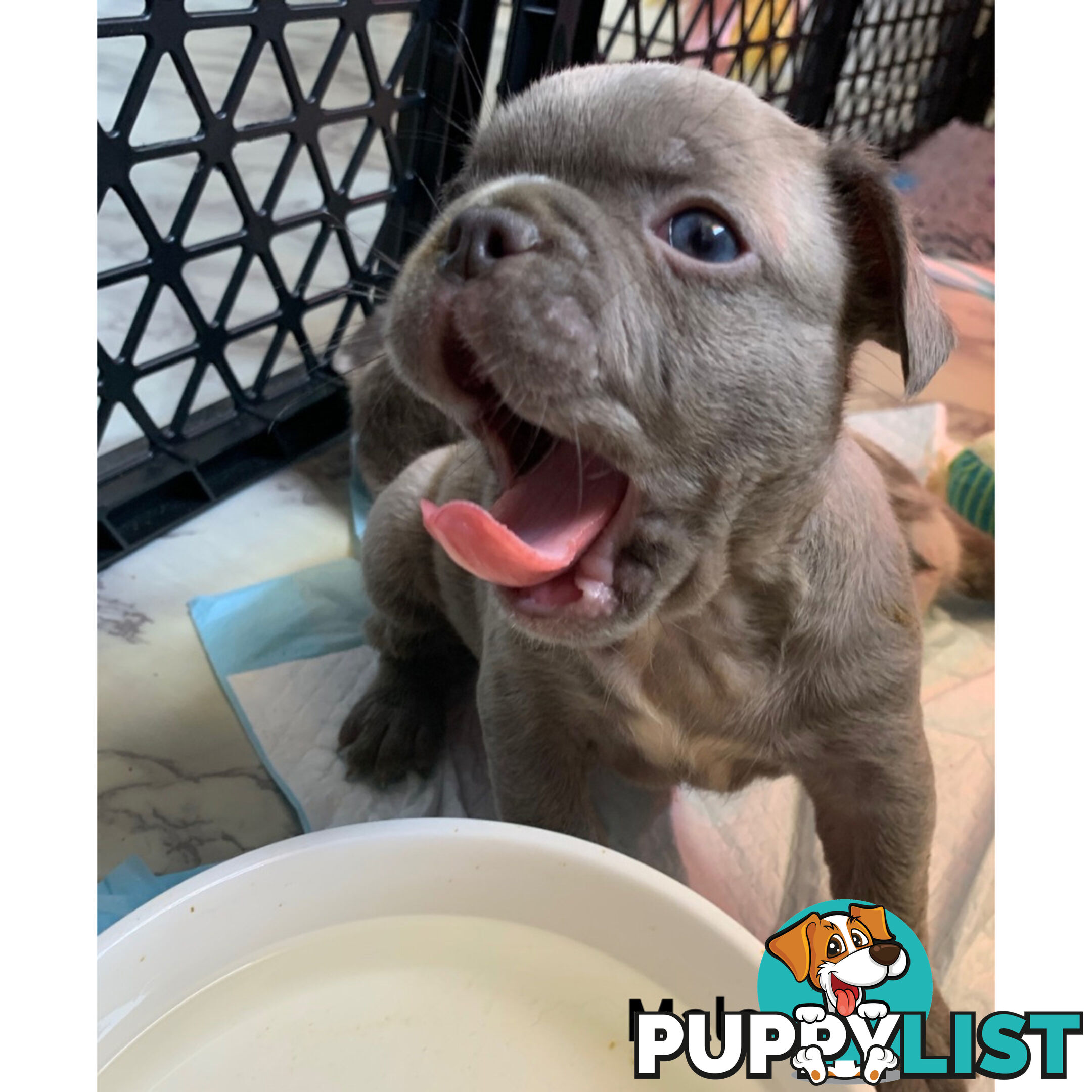 French Bulldog puppies