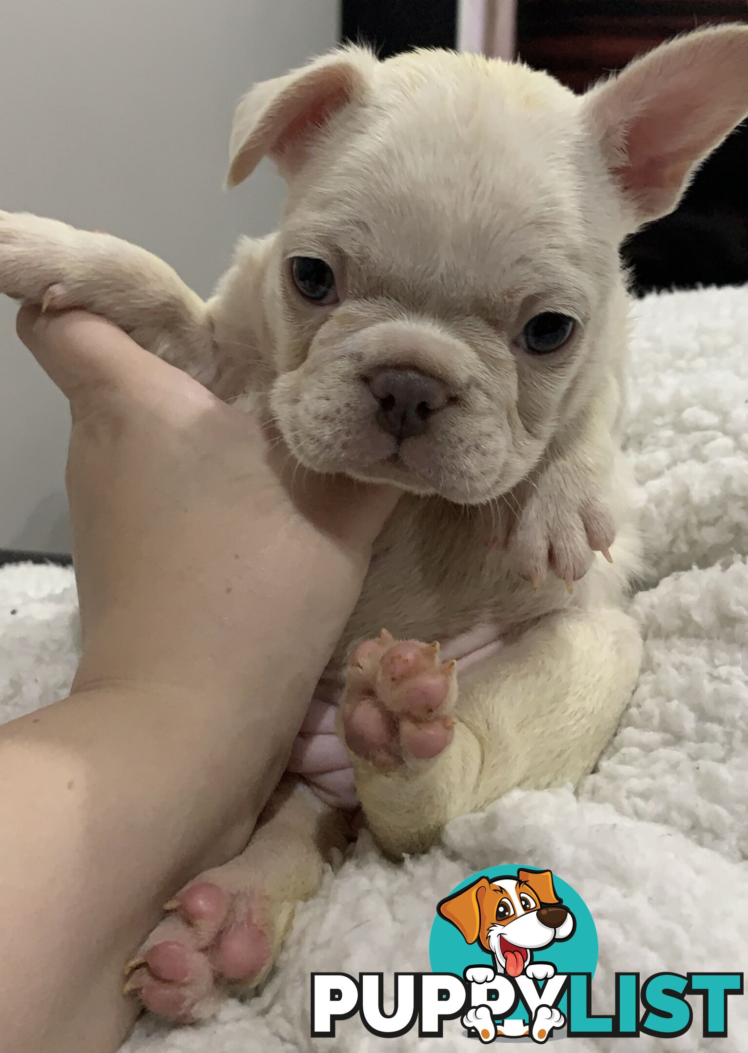 French Bulldog puppies