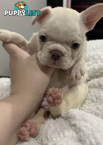 Purebred French Bulldog puppies