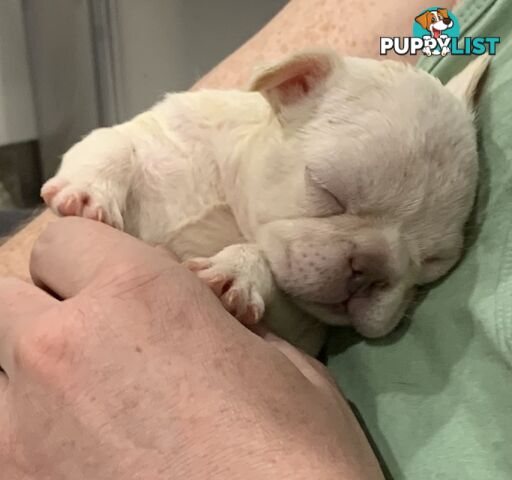 French Bulldog puppies