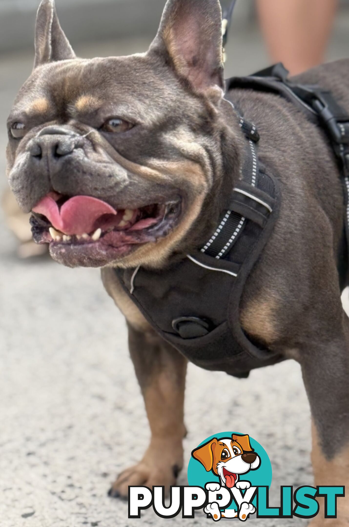 French Bulldog X Cavalier King Charles