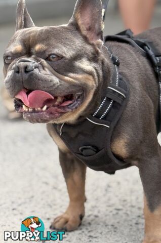French Bulldog X Cavalier King Charles
