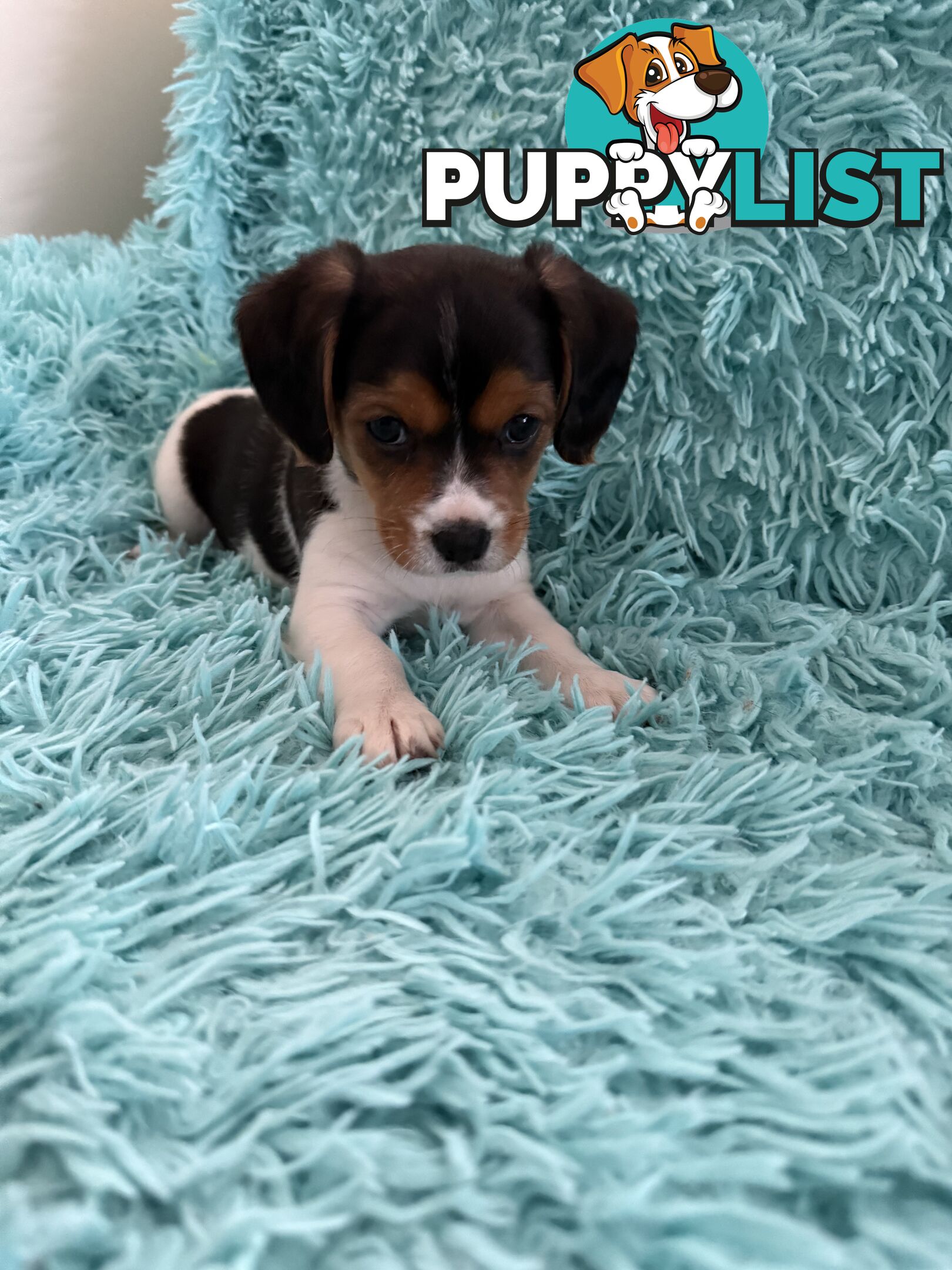 French Bulldog X Cavalier King Charles