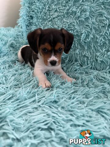 French Bulldog X Cavalier King Charles