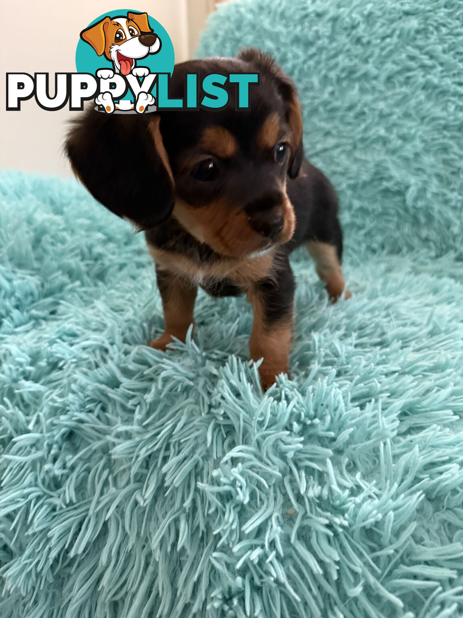 French Bulldog X Cavalier King Charles
