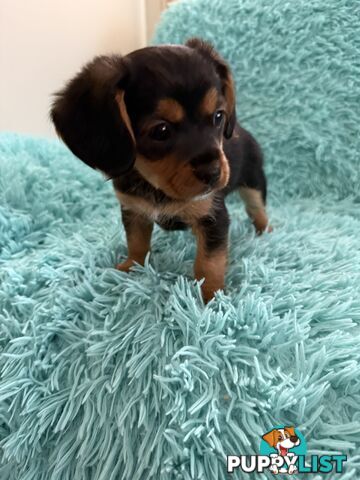 French Bulldog X Cavalier King Charles