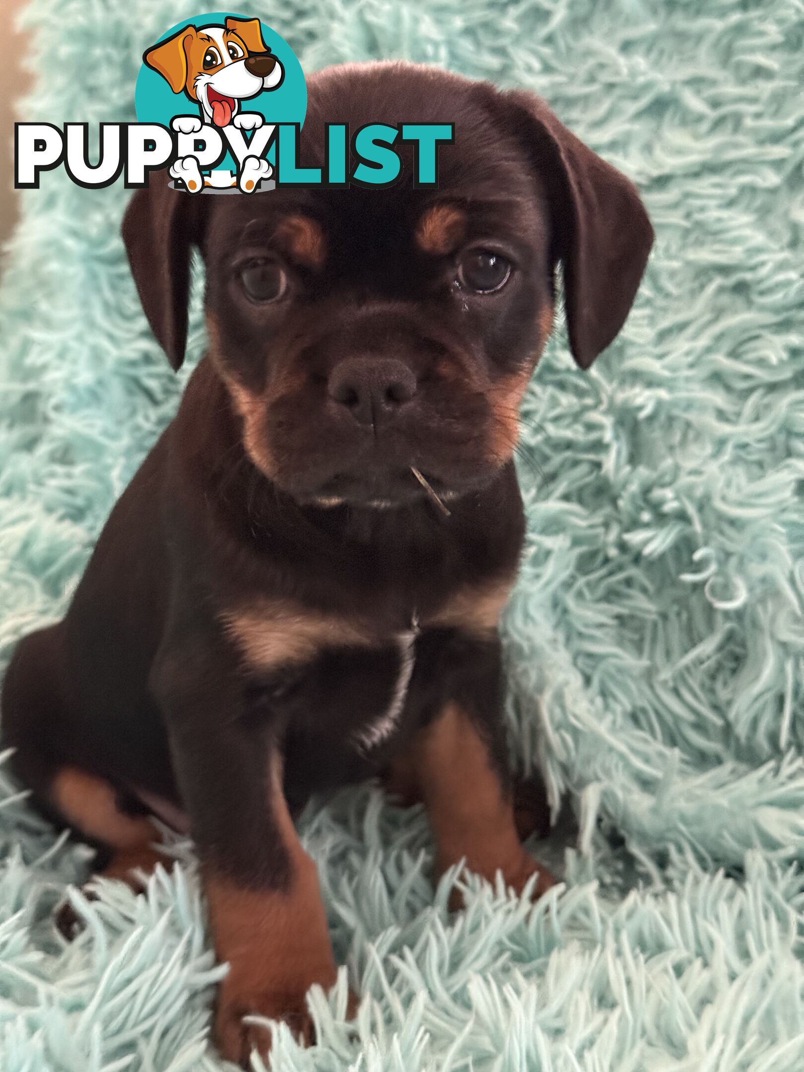 French Bulldog X Cavalier King Charles