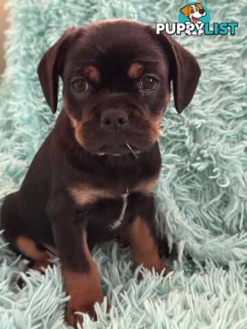 French Bulldog X Cavalier King Charles