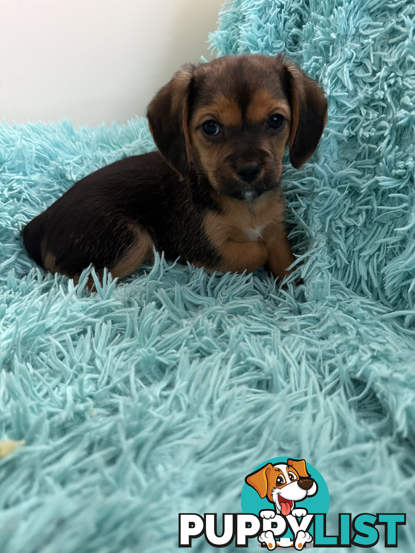 French Bulldog X Cavalier King Charles
