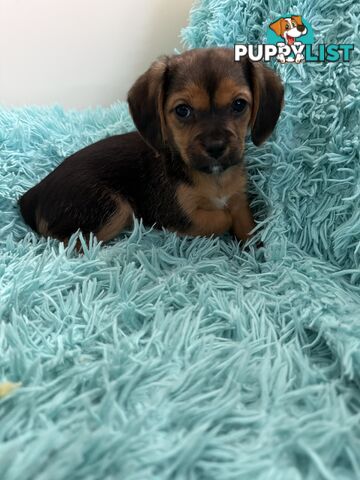 French Bulldog X Cavalier King Charles