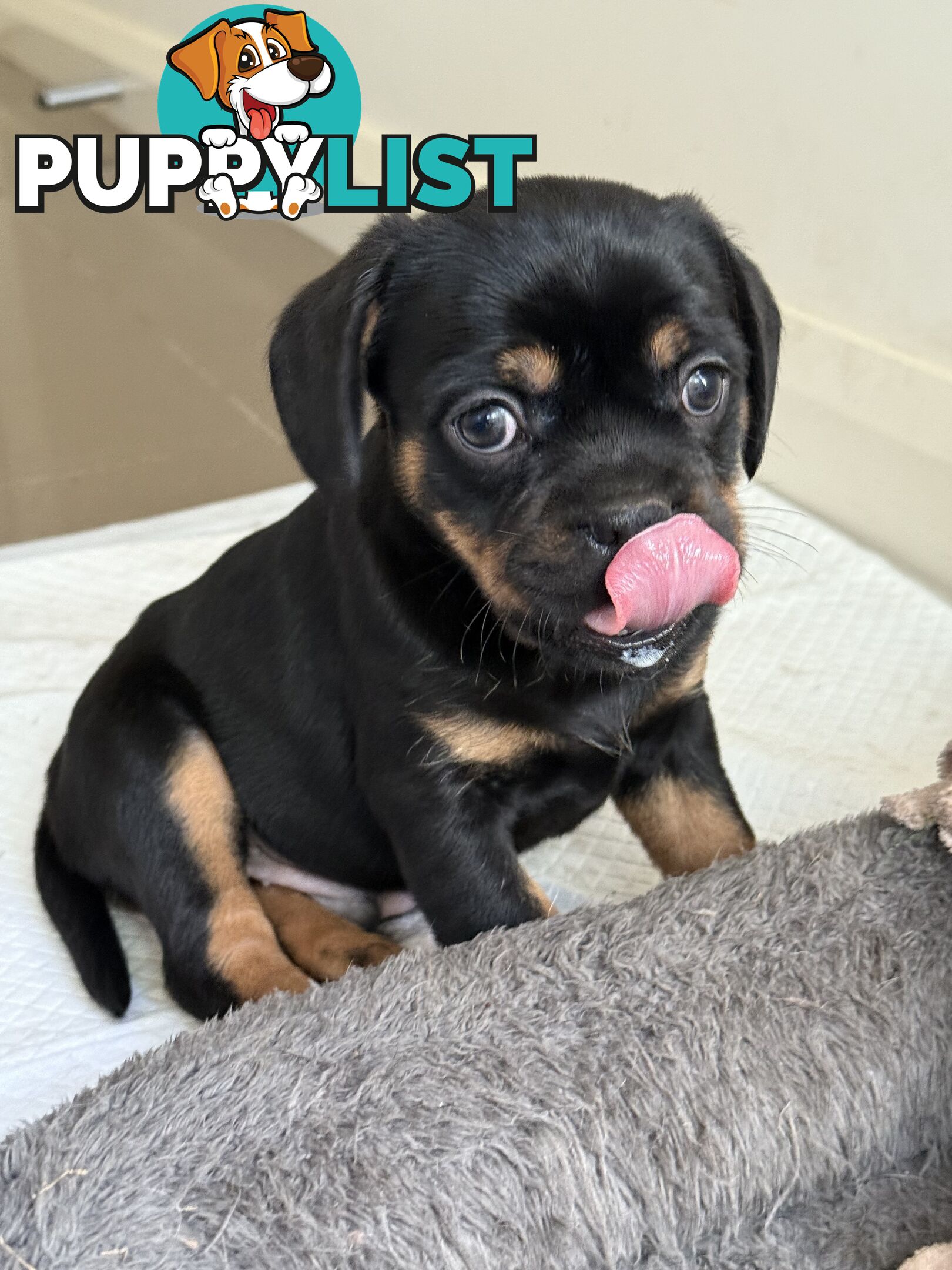 French Bulldog X Cavalier King Charles