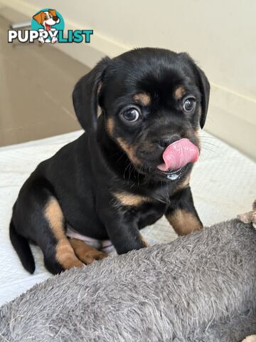 French Bulldog X Cavalier King Charles
