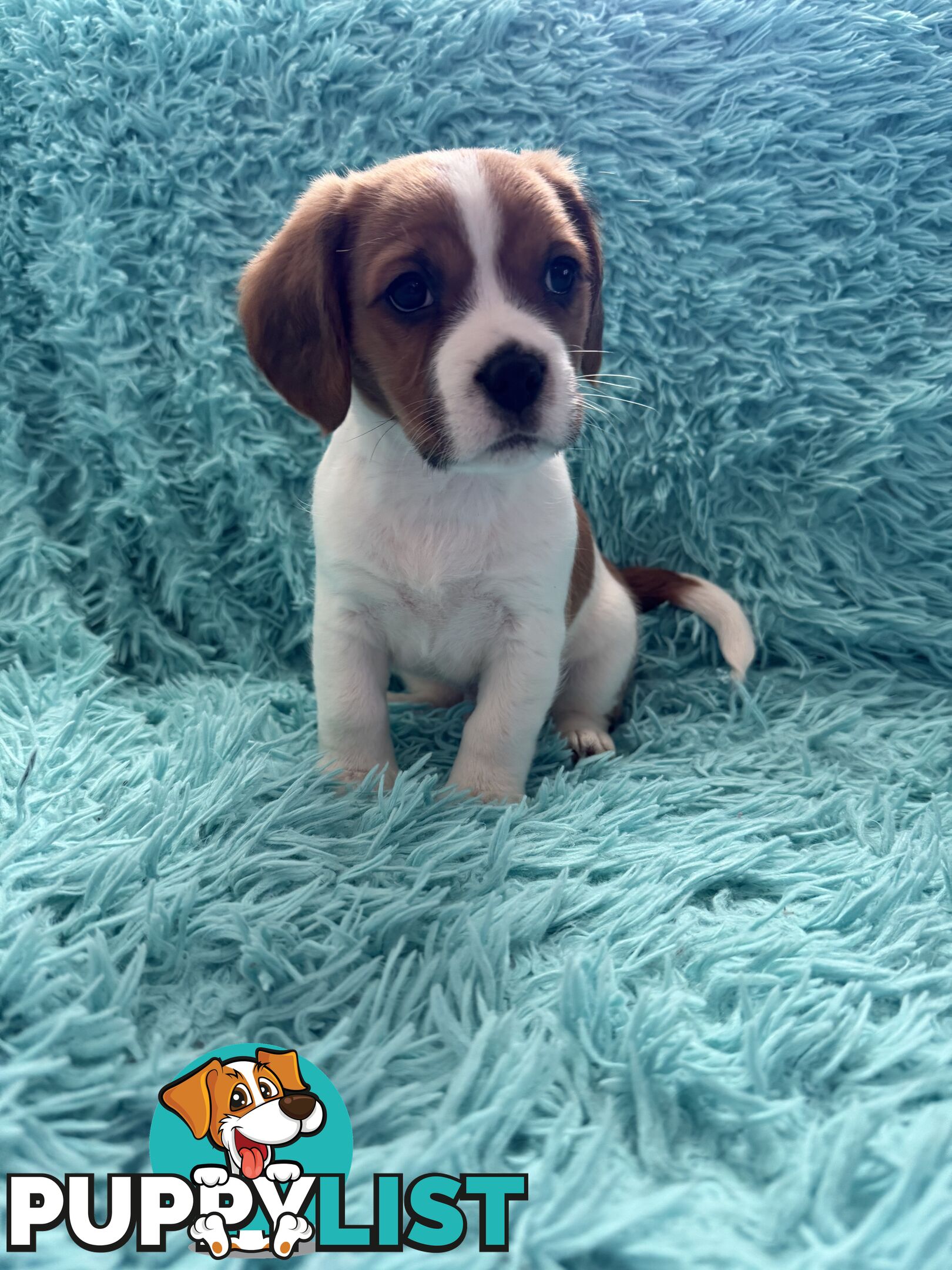 French Bulldog X Cavalier King Charles